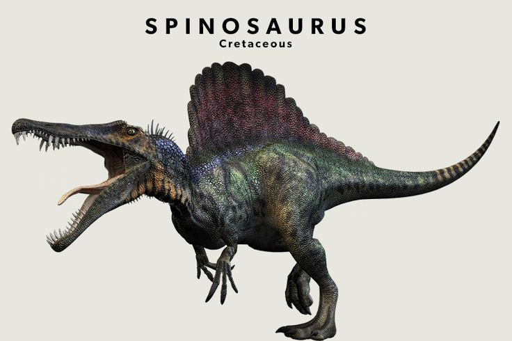  5. Di chuyển chủ yếu bằng bốn chân khi ở trên cạn. Mặc dù ban đầu được cho là một loài khủng long hai chân, các nghiên cứu gần đây cho thấy Spinosaurus có thể đã di chuyển chủ yếu bằng bốn chân khi ở trên cạn, điều này khá hiếm gặp đối với khủng long ăn thịt. Ảnh: Pinterest.