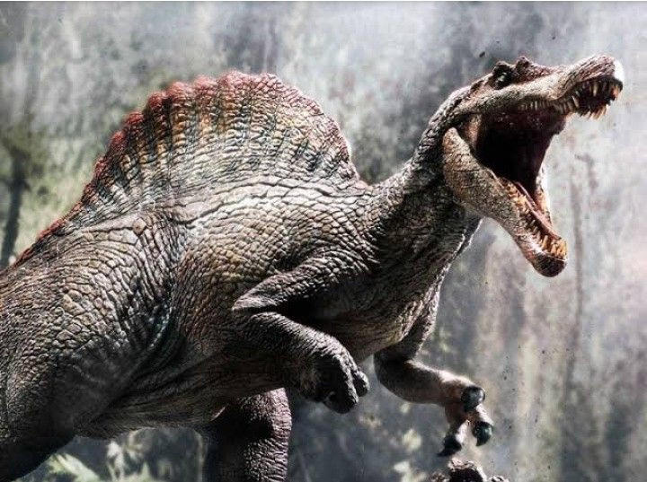  3. Sở hữu một chiếc vây lưng khổng lồ. Đặc điểm nổi bật nhất của Spinosaurus là vây lưng cao tới 1,8 mét, được tạo thành từ các gai xương kéo dài từ cột sống. Các nhà khoa học vẫn chưa chắc chắn về chức năng chính của nó, nhưng giả thuyết phổ biến cho rằng nó có thể giúp điều chỉnh nhiệt độ cơ thể hoặc thu hút bạn tình. Ảnh: Pinterest.