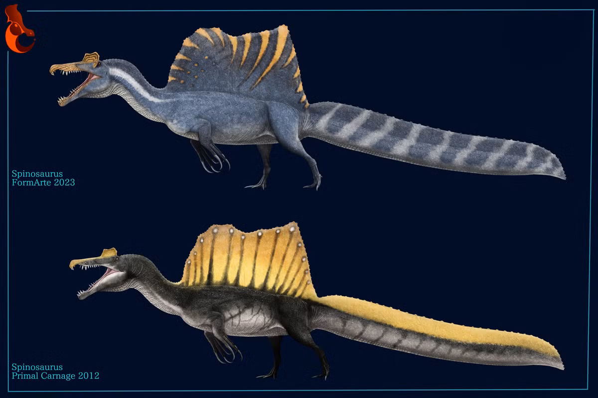  6. Có đuôi thích nghi để bơi. Một phát hiện gần đây cho thấy Spinosaurus có đuôi dài và dẹt, rất phù hợp để đẩy nước khi bơi, củng cố thêm giả thuyết rằng nó là loài khủng long săn mồi dưới nước đầu tiên được biết đến. Ảnh: Pinterest.