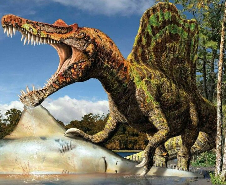  7. Được phát hiện lần đầu vào năm 1912. Hóa thạch đầu tiên của Spinosaurus được tìm thấy ở Ai Cập vào năm 1912 bởi nhà cổ sinh vật học người Đức Ernst Stromer. Tuy nhiên, các mẫu vật ban đầu đã bị phá hủy trong Thế chiến II khi bảo tàng Munich bị ném bom. Ảnh: Pinterest.