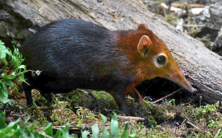  2. Chiếc mũi dài giúp săn mồi. Chuột chù voi có chiếc mũi dài và linh hoạt, tương tự như vòi voi thu nhỏ. Chúng sử dụng mũi để đánh hơi và tìm kiếm côn trùng trong lá rụng hoặc dưới đất. Ảnh: Pinterest.