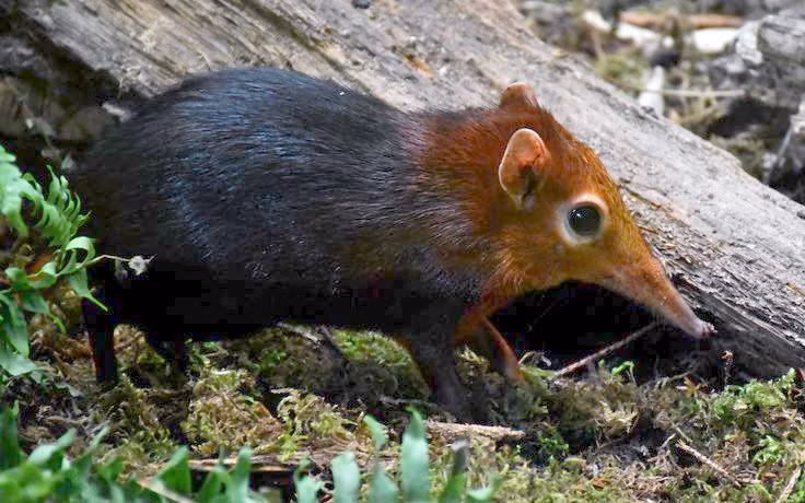  2. Chiếc mũi dài giúp săn mồi. Chuột chù voi có chiếc mũi dài và linh hoạt, tương tự như vòi voi thu nhỏ. Chúng sử dụng mũi để đánh hơi và tìm kiếm côn trùng trong lá rụng hoặc dưới đất. Ảnh: Pinterest.