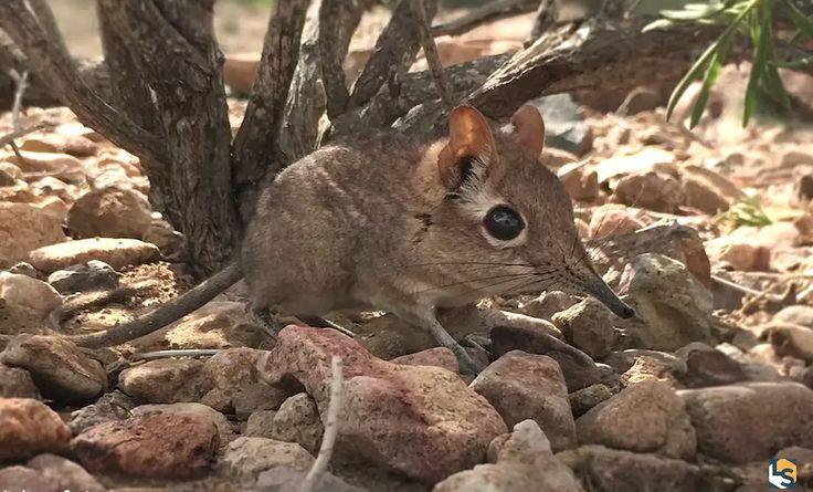  8. Được phát hiện trở lại sau hơn 50 năm. Loài chuột chù voi Somali (Somali sengi) từng được cho là đã tuyệt chủng từ những năm 1970. Tuy nhiên, vào năm 2019, chúng bất ngờ được phát hiện lại ở Đông Phi, khiến giới khoa học vô cùng ngạc nhiên. Ảnh: Pinterest.