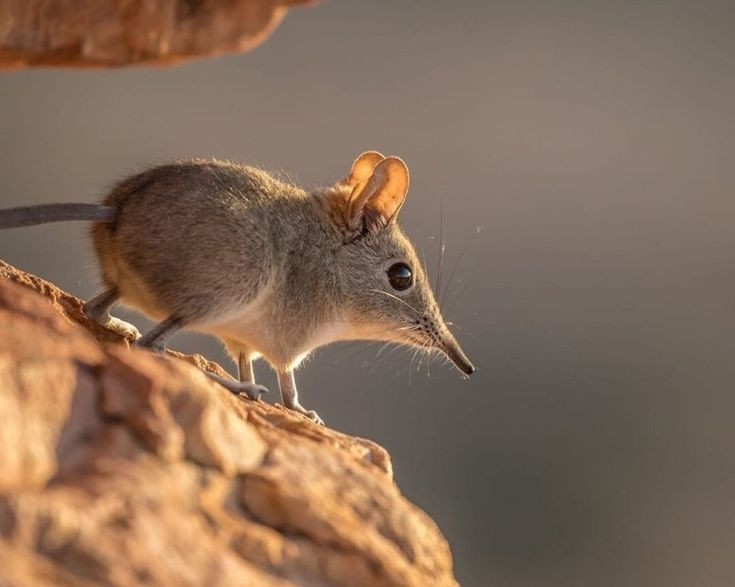  6. Kỹ năng nhảy ấn tượng. Chúng có đôi chân dài và mạnh mẽ, có thể nhảy xa đến 1 mét – một khoảng cách ấn tượng so với kích thước nhỏ bé của chúng. Ảnh: Pinterest.
