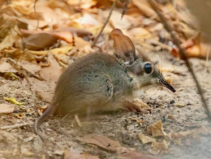  4. Sống đơn độc và có lãnh thổ riêng. Chúng là loài sống đơn độc, chỉ gặp nhau trong mùa giao phối. Mỗi cá thể có một lãnh thổ riêng và thường đánh dấu bằng tuyến mùi để ngăn kẻ xâm nhập. Ảnh: Pinterest.