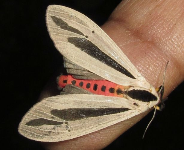  3. Côn trùng là bậc thầy sử dụng pheromone. Nhiều loài côn trùng, đặc biệt là kiến, ong và bướm, sử dụng pheromone để dẫn đường, cảnh báo nguy hiểm và tìm kiếm bạn tình từ khoảng cách rất xa. Ảnh: Pinterest.