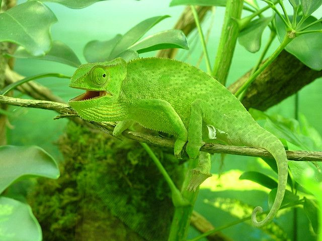  6. Một số động vật có cơ quan đặc biệt để nhận biết pheromone. Nhiều loài động vật có cơ quan Jacobson (hay còn gọi là cơ quan vomeronasal) giúp phát hiện pheromone một cách hiệu quả hơn, điều mà con người có thể đã mất dần trong quá trình tiến hóa. Ảnh: Pinterest.