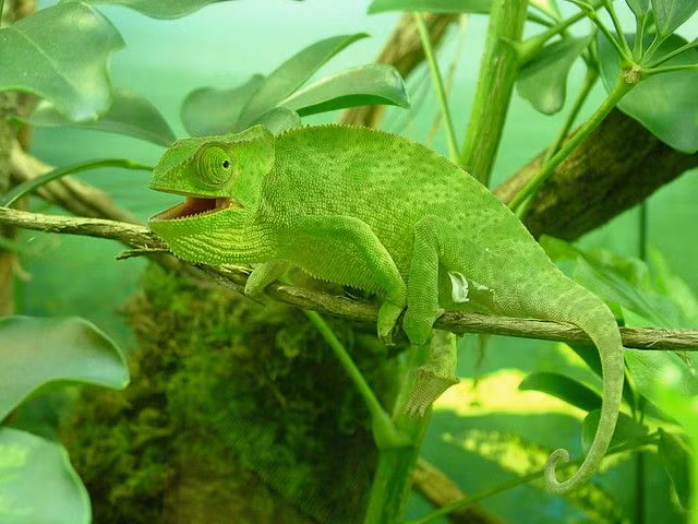  6. Một số động vật có cơ quan đặc biệt để nhận biết pheromone. Nhiều loài động vật có cơ quan Jacobson (hay còn gọi là cơ quan vomeronasal) giúp phát hiện pheromone một cách hiệu quả hơn, điều mà con người có thể đã mất dần trong quá trình tiến hóa. Ảnh: Pinterest.