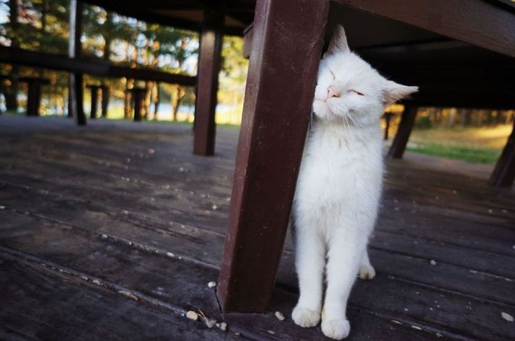  5. Mèo cọ đầu để phát pheromone gắn kết. Khi một con mèo cọ đầu vào bạn hoặc đồ vật, nó đang phát tán pheromone để thể hiện sự gắn kết với bạn hoặc đánh dấu lãnh thổ. Ảnh: Pinterest.