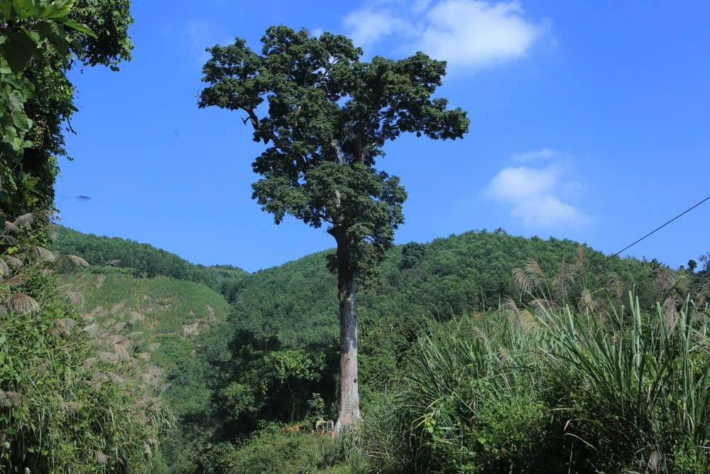 Một biểu tượng của VQG Bến En là cây lim xanh cổ thụ, có tuổi đời lên tới 1.000 năm, với gốc cây to đến mức nhiều người ôm không xuể. Ảnh: Tạp chí Doanh nghiệp và kinh tế xanh.