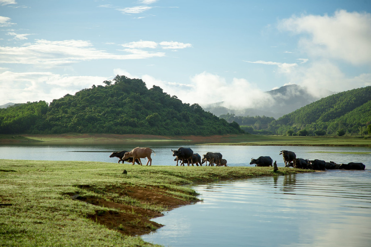 Hồ Sông Mực rộng hơn 4.000 ha, sâu tới 45m, không chỉ là một cảnh quan ngoạn mục mà còn là nơi sinh sống của nhiều loài thủy sản quý hiếm, bao gồm cá lăng, cá chình hoa. Ảnh: Dân Việt.