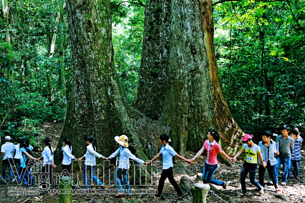 Một trong những điểm thu hút du khách nhất VQG Cúc Phương là cây Chò ngàn năm, một cây cổ thụ cao hơn 45 m và có đường kính hơn 5 m. Ảnh: Tạp chí Văn nghệ Ninh Bình.