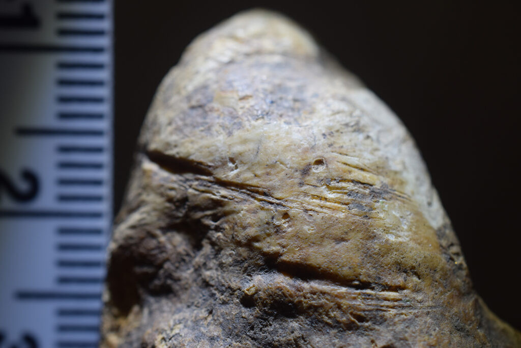 Dữ liệu địa tầng sinh học và kỹ thuật định tuổi uranium-chì có độ chính xác cao đã xác định tuổi tối thiểu của những mẫu xương này là 1,95 triệu năm. Ảnh: College of Liberal Arts - Colorado State University.