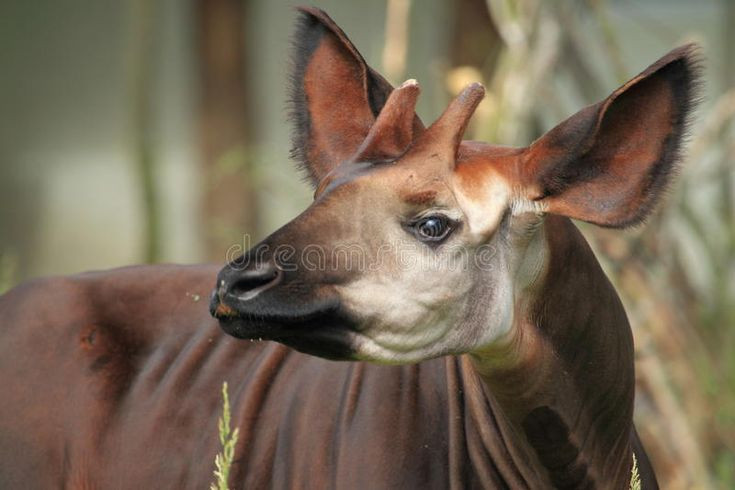  6. Chỉ con đực có sừng nhỏ. Không giống như hươu cao cổ với cặp sừng lớn, hươu Okapi đực chỉ có cặp sừng nhỏ, phủ da mềm, gọi là ossicones. Con cái không có sừng nhưng vẫn có phần xương nhỏ trên đầu. Ảnh: Pinterest.
