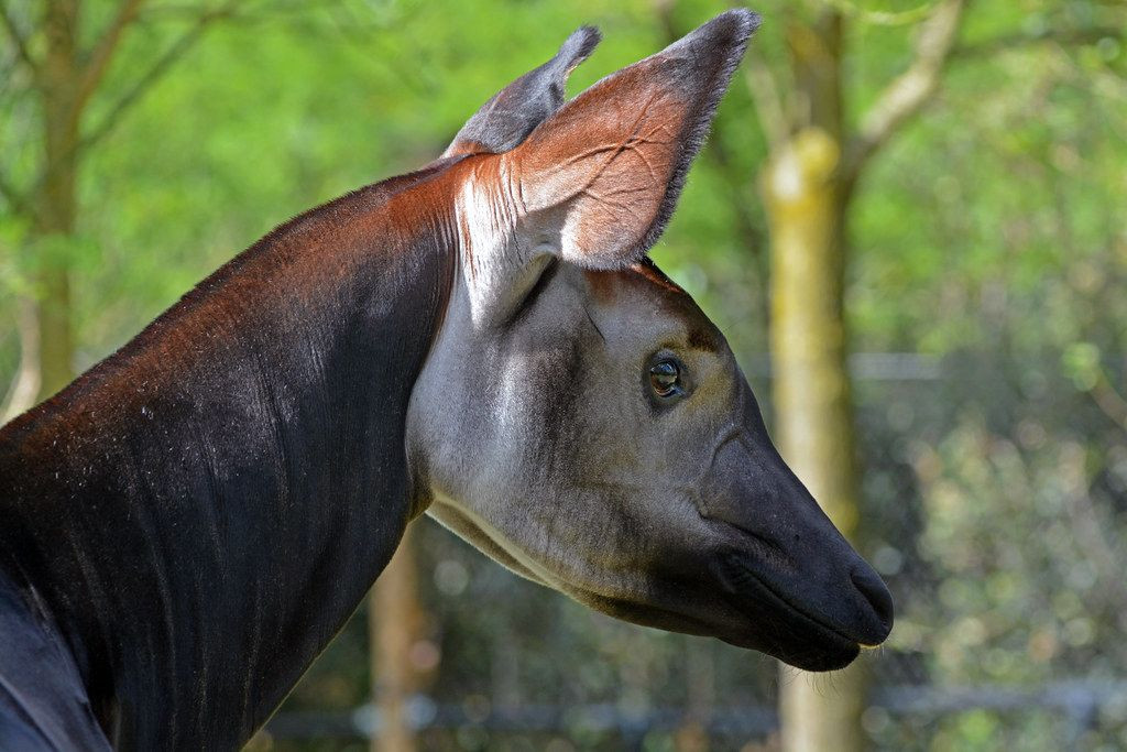  7. Có thể nghe thấy sóng siêu âm. Hươu Okapi có thính giác tuyệt vời và có thể phát hiện ra những âm thanh tần số cao, giúp chúng tránh xa các loài săn mồi như báo hoa mai. Ảnh: Pinterest.