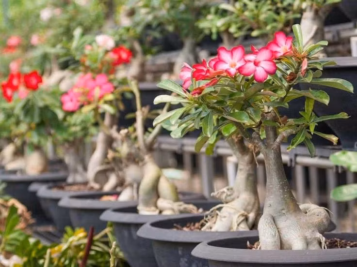  6. Yêu cầu ánh sáng mạnh để phát triển tốt. Hoa sứ là loài cây ưa nắng, cần nhiều ánh sáng để phát triển khỏe mạnh và ra hoa rực rỡ. Nếu trồng trong nhà, cây cần được đặt ở nơi có ánh sáng trực tiếp ít nhất vài giờ mỗi ngày. Ảnh: Pinterest.