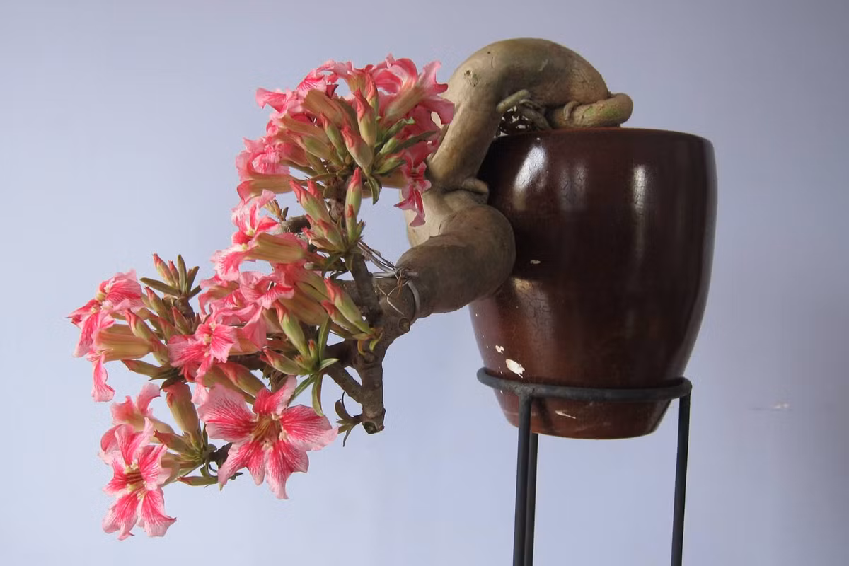  3. Hoa nở rực rỡ quanh năm. Hoa của cây hoa sứ có màu sắc rực rỡ, thường là màu đỏ hồng nhưng cũng có màu trắng, tím và cam. Nếu được chăm sóc tốt, cây có thể ra hoa gần như quanh năm, tạo nên vẻ đẹp cuốn hút. Ảnh: Pinterest.