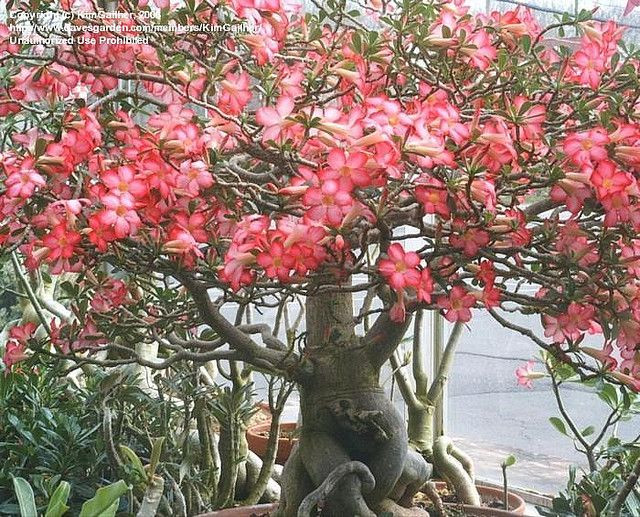  4. Có độc nhưng cũng được dùng làm thuốc. Nhựa của cây hoa sứ có chứa chất độc, từng được một số bộ lạc châu Phi sử dụng để tẩm vào mũi tên khi săn bắn. Tuy nhiên, trong y học truyền thống, cây này cũng được dùng để chữa một số bệnh khi sử dụng đúng liều lượng. Ảnh: Pinterest.