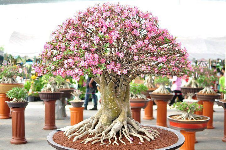  8. Là biểu tượng của sự may mắn và thịnh vượng. Trong phong thủy, cây hoa sứ được cho là mang lại may mắn, tài lộc và sự thịnh vượng cho gia chủ, đặc biệt khi trồng trước nhà hoặc trong phòng khách. Ảnh: Pinterest.