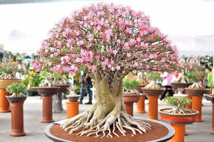  8. Là biểu tượng của sự may mắn và thịnh vượng. Trong phong thủy, cây hoa sứ được cho là mang lại may mắn, tài lộc và sự thịnh vượng cho gia chủ, đặc biệt khi trồng trước nhà hoặc trong phòng khách. Ảnh: Pinterest.