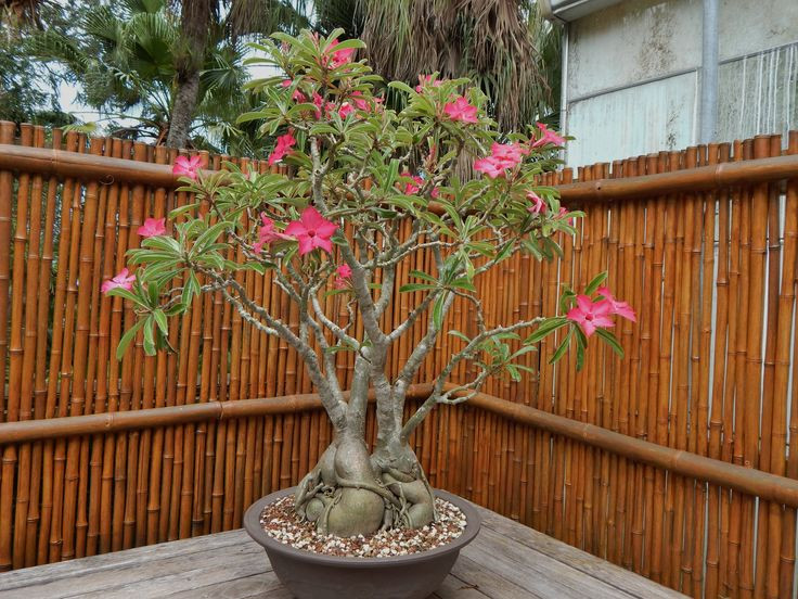  1. Có thân phình to như củ. Cây hoa sứ có thân phình to ở gốc, giúp dự trữ nước để sống sót trong môi trường sa mạc khắc nghiệt. Ảnh: Pinterest.