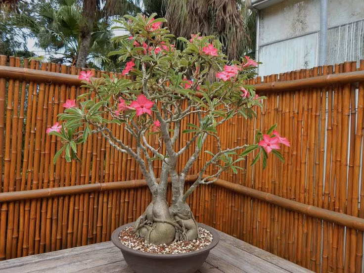  1. Có thân phình to như củ. Cây hoa sứ có thân phình to ở gốc, giúp dự trữ nước để sống sót trong môi trường sa mạc khắc nghiệt. Ảnh: Pinterest.