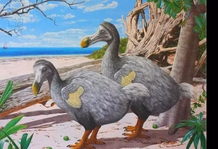  8. Không thực sự "ngu ngốc" như lời đồn. Dodo bị coi là chậm chạp và ngờ nghệch, nhưng thực tế chúng chỉ không sợ con người do không có kẻ săn mồi trong môi trường sống tự nhiên. Ảnh: Pinterest.