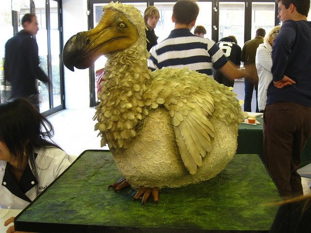  10. Có thể được hồi sinh bằng công nghệ sinh học. Một số nhà khoa học đang nghiên cứu để hồi sinh dodo bằng công nghệ chỉnh sửa gene và nhân bản dựa trên DNA từ các mẫu hóa thạch. Ảnh: Pinterest.