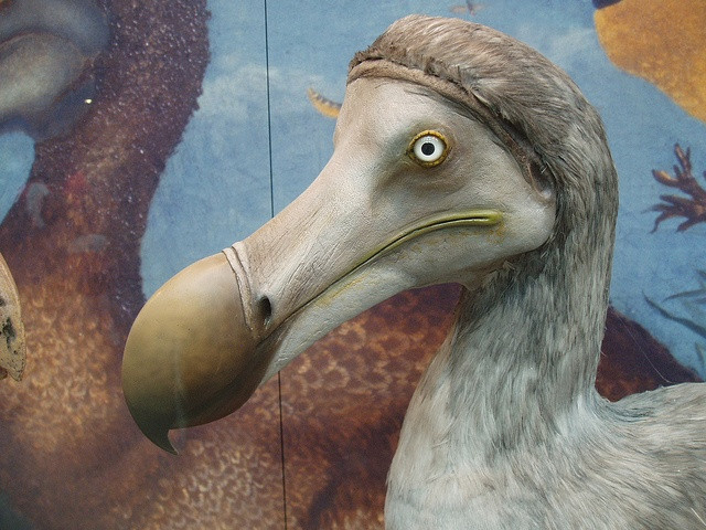  5. Tổ trên mặt đất, trứng dễ bị săn phá. Dodo đẻ trứng trên mặt đất, điều này khiến trứng của chúng dễ bị các loài động vật ngoại lai như chuột và lợn ăn mất, góp phần đẩy nhanh sự tuyệt chủng. Ảnh: Pinterest.