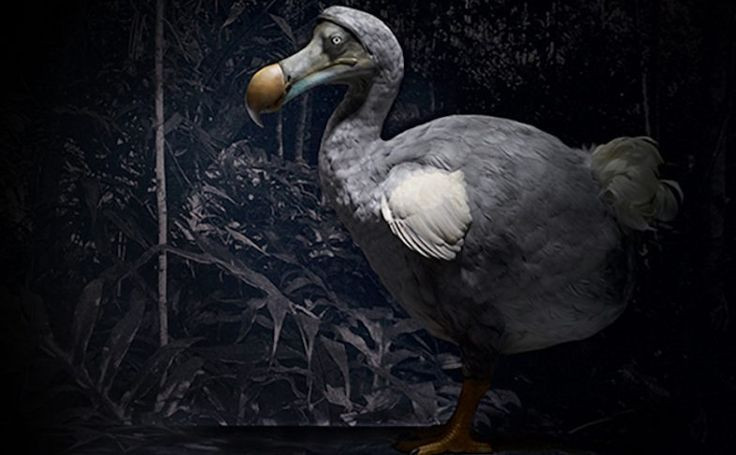  7. Chưa từng được con người ghi lại bằng hình ảnh thực tế. Các hình vẽ và mô tả về dodo có thể không hoàn toàn chính xác vì không có bức ảnh hay mẫu vật sống nào được ghi lại. Ảnh: Pinterest.