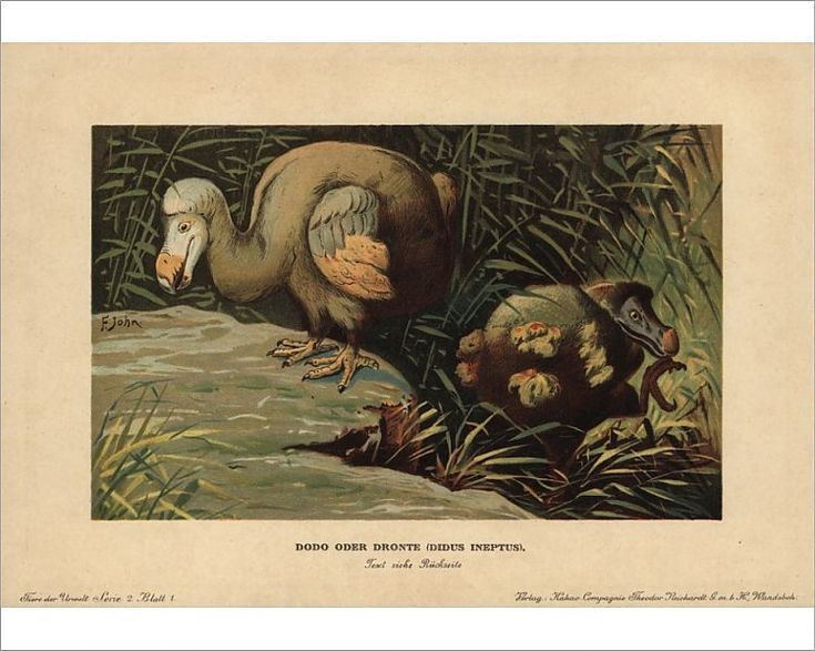  6. Bị tuyệt chủng trong vòng chưa đầy 100 năm sau khi được phát hiện. Người Bồ Đào Nha phát hiện dodo vào khoảng năm 1598, và đến năm 1681, loài chim này đã tuyệt chủng hoàn toàn do săn bắn và sự xuất hiện của các loài xâm lấn như chuột, lợn và khỉ. Ảnh: Pinterest.