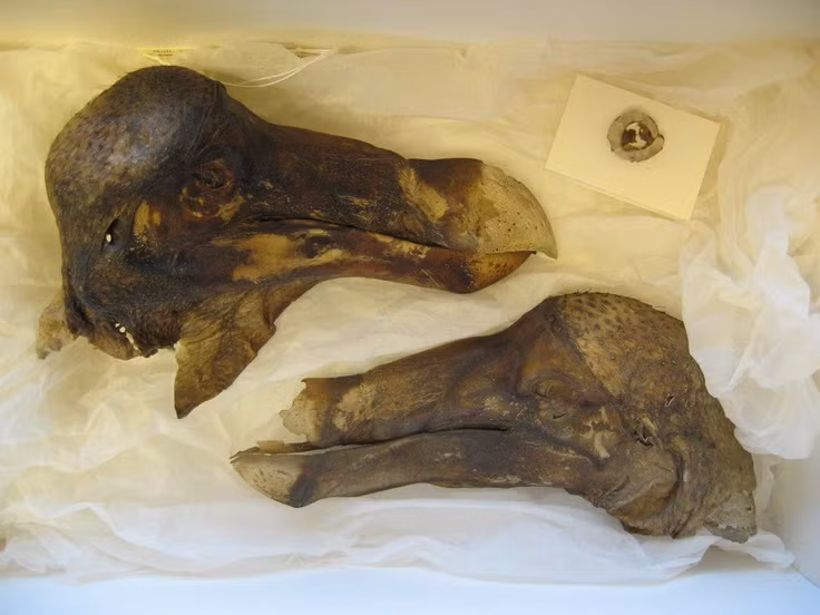  9. Xương hóa thạch vẫn được tìm thấy trên đảo Mauritius. Dù đã tuyệt chủng hơn 300 năm, nhưng các nhà khoa học vẫn tìm thấy xương dodo trên đảo Mauritius, giúp tái tạo hình ảnh của chúng một cách chính xác hơn. Ảnh: Pinterest.