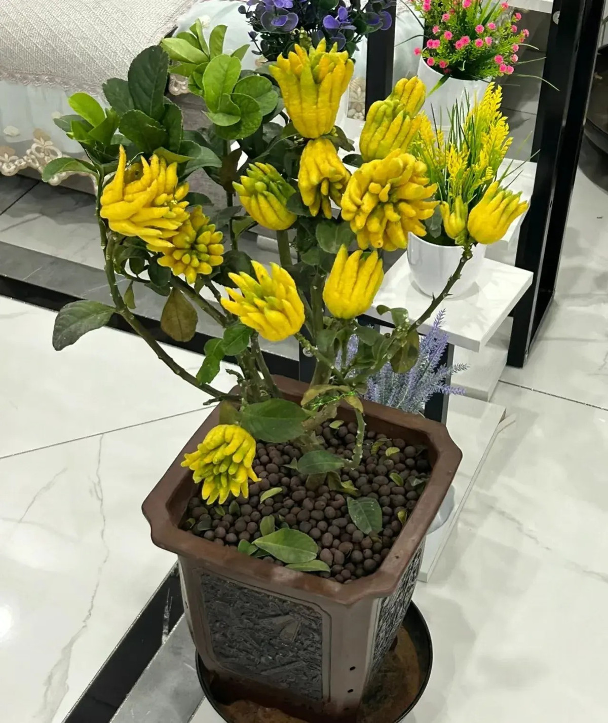 6. Cây cảnh: Phật thủ. Phật thủ có quả giống như lòng bàn tay của Đức Phật, màu vàng và trông đặc biệt linh thiêng, tượng trưng cho sự trường thọ, sức khỏe, phước lành, sự giàu có.