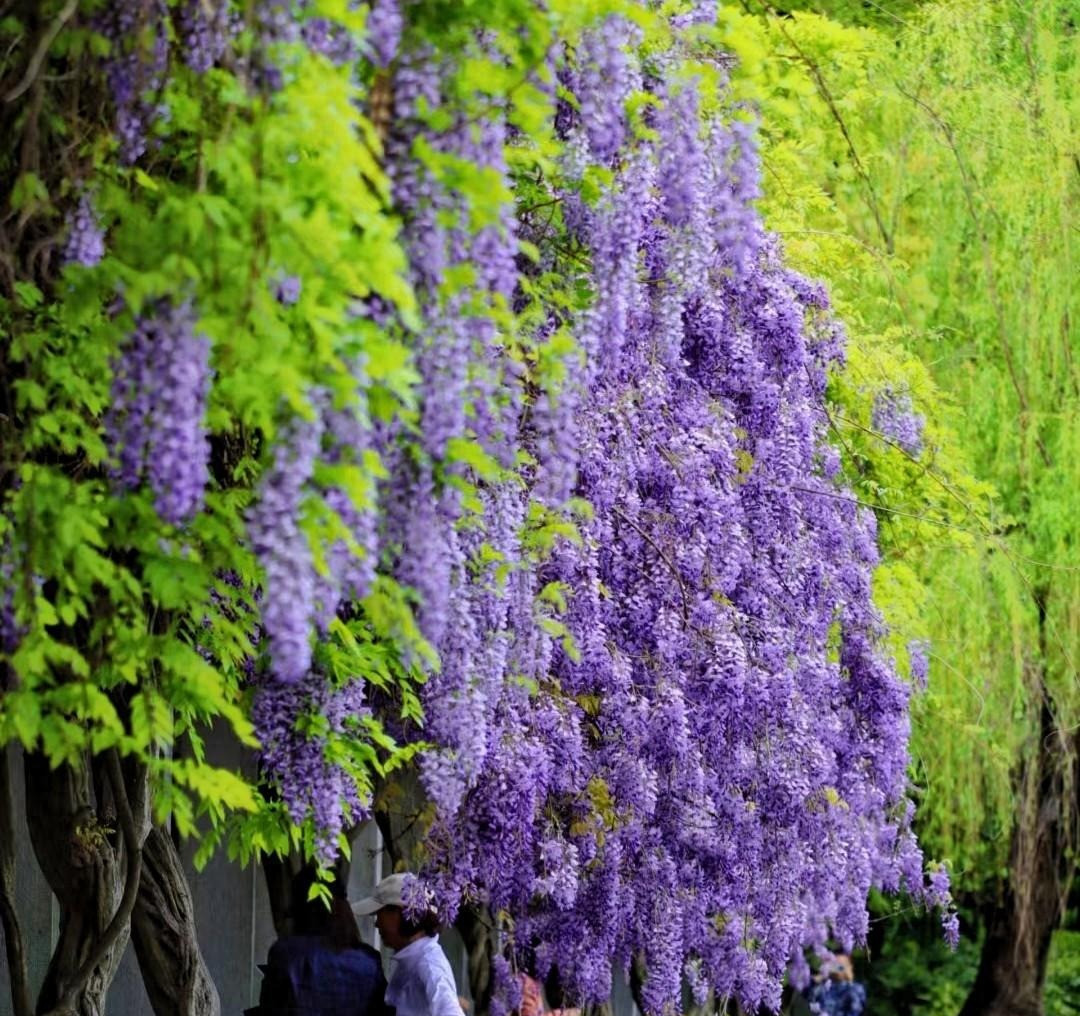  2. Cây cảnh: Tử đằng. Từ xa xưa, cây cảnh này đã rất được ưa chuộng vì nó có địa vị tương đối cao vào thời cổ đại, ngụ ý về sự cao quý và may mắn. Giữ một chậu cây cảnh này trong nhà không chỉ có thể xua đuổi tà ma, nhưng cũng mang lại sự bình an và may mắn. Ngoài ra, tử đằng cũng có thể mang lại sự giàu có và may mắn. 