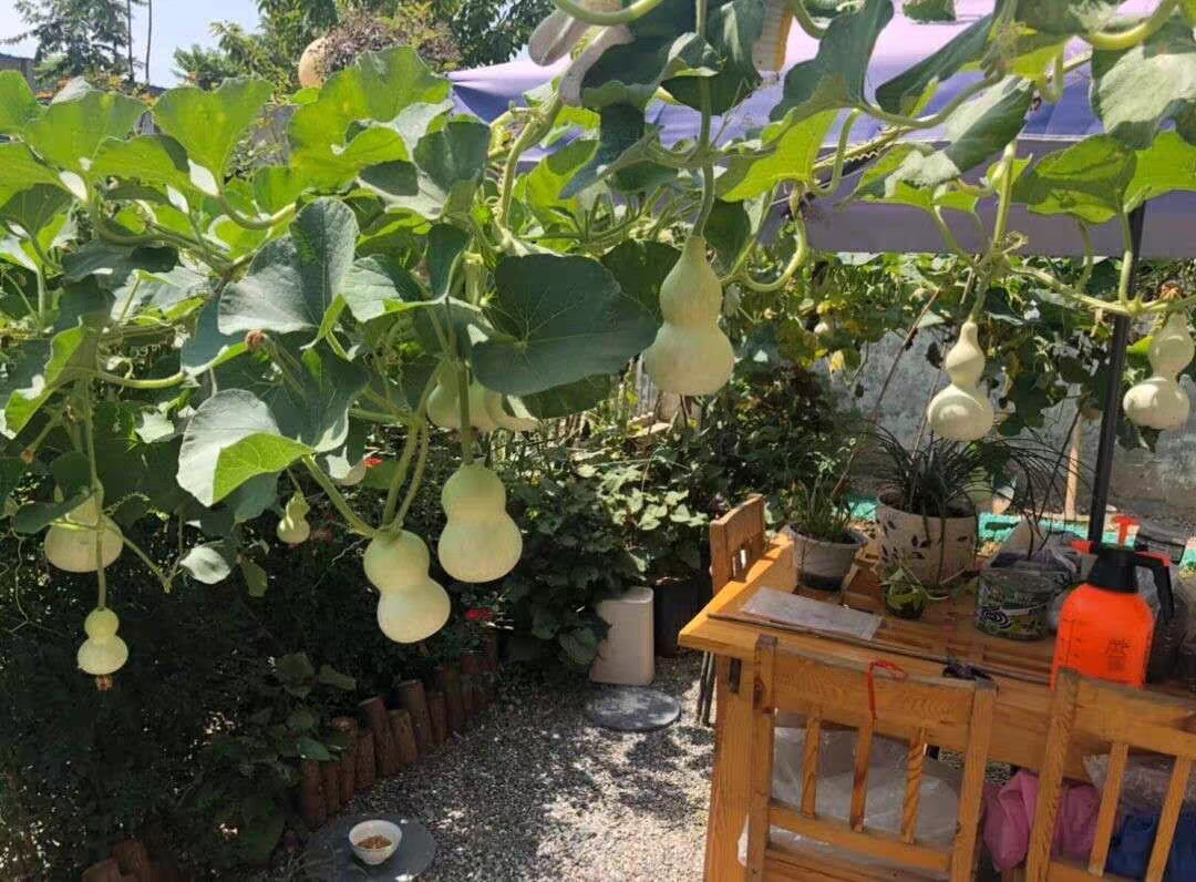  8. Cây cảnh: Bầu. Trong tiếng Hán Việt, quả bầu có cách phát âm gần giống với “phúc lộc” nên người xưa cho rằng, việc trồng hoặc treo bầu trong nhà có ý nghĩa gia tăng tài lộc, phú quý. 