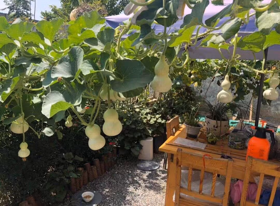  8. Cây cảnh: Bầu. Trong tiếng Hán Việt, quả bầu có cách phát âm gần giống với “phúc lộc” nên người xưa cho rằng, việc trồng hoặc treo bầu trong nhà có ý nghĩa gia tăng tài lộc, phú quý. 