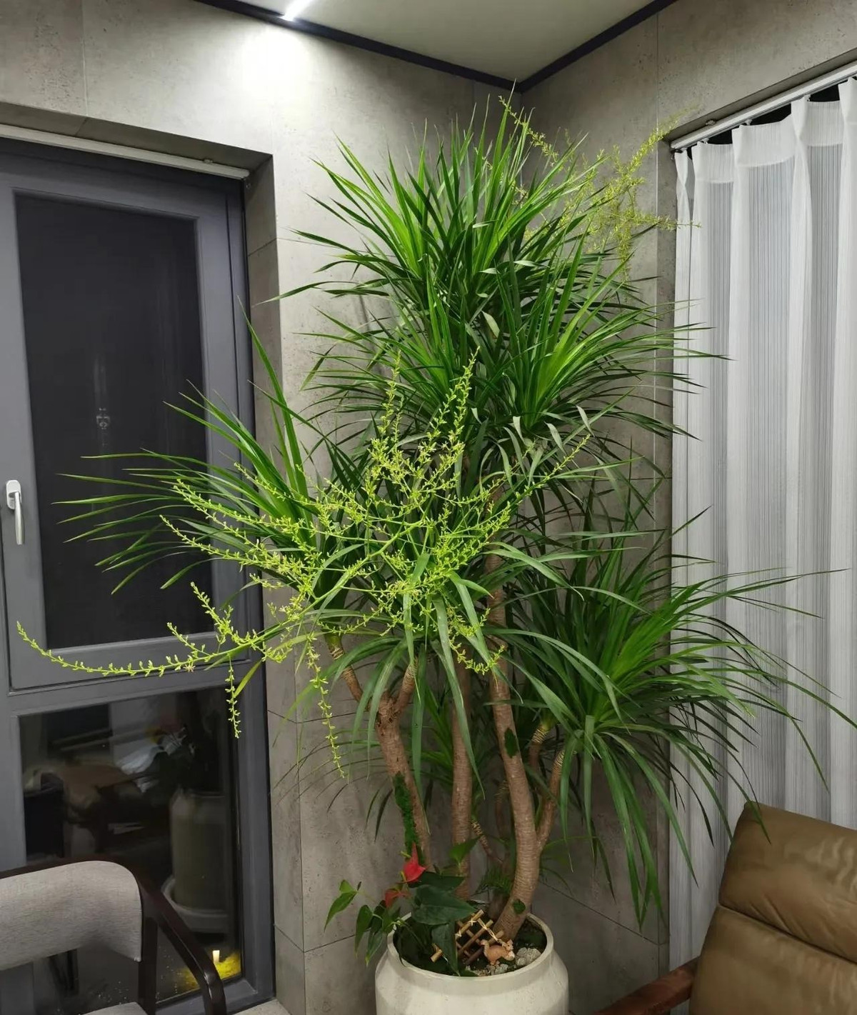 7. Cây cảnh: Huyết rồng. Huyết rồng (huyết long, phất dụ, đại lộc) là loài cây rất cổ xưa. Cây cảnh này có thể sống đến 1000 tuổi ngoài tự nhiên, do đó nó tượng trưng cho sự trường thọ và sức khỏe. 