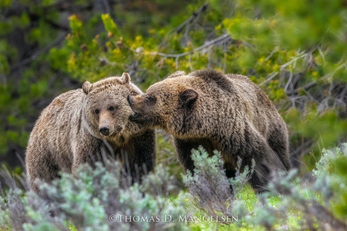  6. Là nhà của nhiều động vật hoang dã quý hiếm. Yellowstone có hệ sinh thái phong phú với sói xám, gấu xám Bắc Mỹ, bò rừng bison, nai sừng tấm, sói và nhiều loài chim quý hiếm. Ảnh: Pinterest.