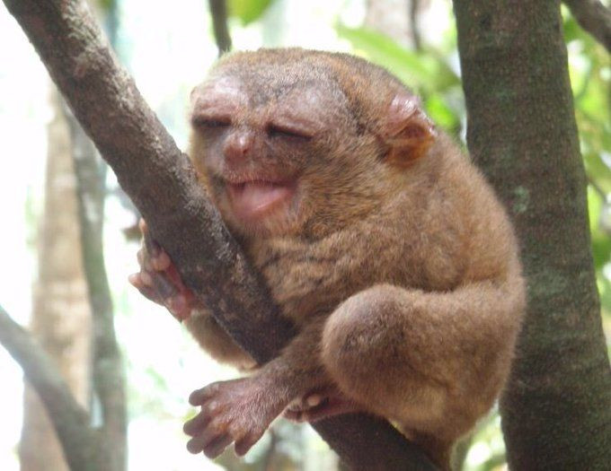  4. Là loài linh trưởng ăn thịt duy nhất. Không giống các loài linh trưởng khác chủ yếu ăn thực vật, vượn mắt kính là loài linh trưởng hoàn toàn ăn thịt. Chúng săn côn trùng, chim nhỏ, thằn lằn và thậm chí cả dơi bằng cách nhảy vồ vào con mồi. Ảnh: Pinterest.