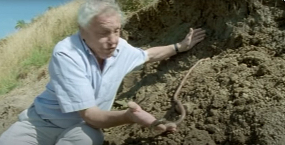  Di chuyển chậm. Xét trên tỉ lệ cơ thể, chúng di chuyển khá chậm so với các loài giun đất thông thường. Ảnh: Pinterest.