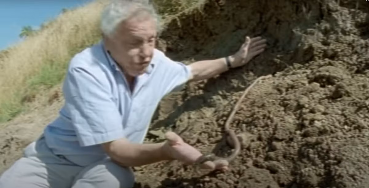  Di chuyển chậm. Xét trên tỉ lệ cơ thể, chúng di chuyển khá chậm so với các loài giun đất thông thường. Ảnh: Pinterest.