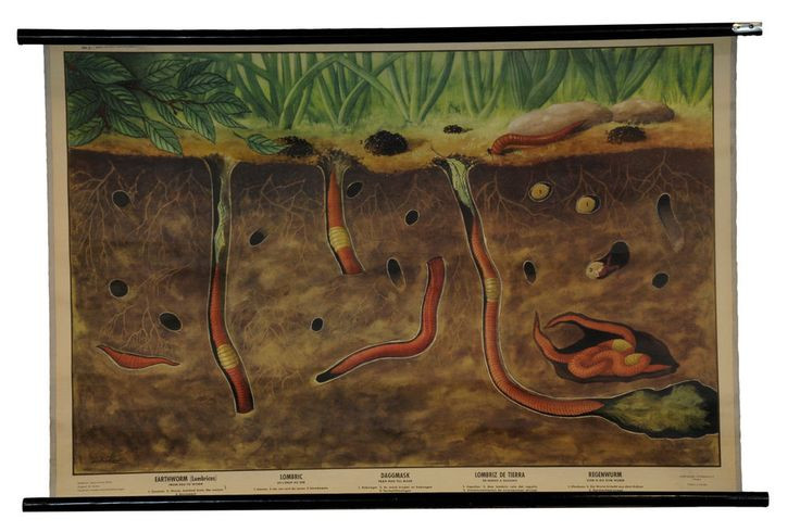  Phát ra âm thanh. Khi bò hoặc di chuyển dưới đất, Megascolides australis có thể tạo ra tiếng ọc ọc hoặc rít nhẹ, do không khí bị đẩy qua các khoang trong cơ thể. Ảnh: Pinterest.