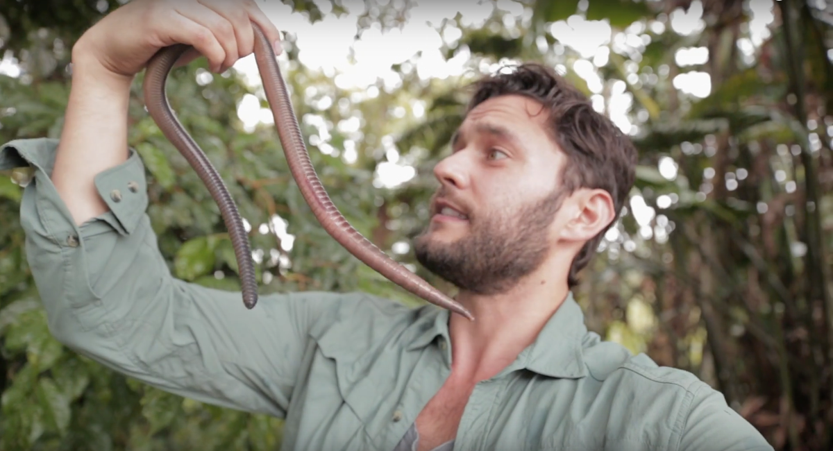  Đang bị đe dọa. Do mất môi trường sống và sự thay đổi khí hậu, Megascolides australis được xếp vào danh sách loài dễ bị tổn thương theo Sách Đỏ của IUCN. Ảnh: Earth Touch News.