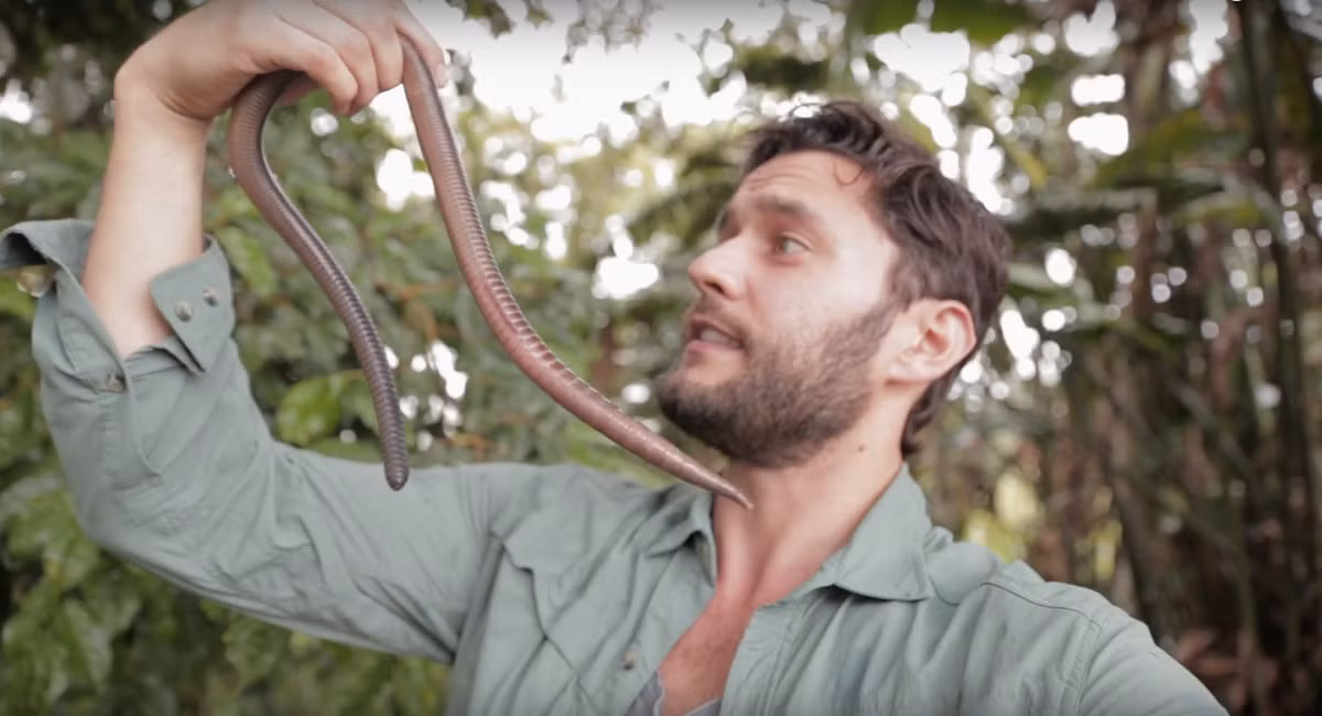  Đang bị đe dọa. Do mất môi trường sống và sự thay đổi khí hậu, Megascolides australis được xếp vào danh sách loài dễ bị tổn thương theo Sách Đỏ của IUCN. Ảnh: Earth Touch News.