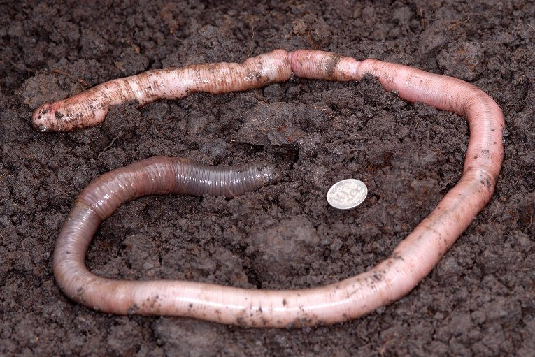  Sống trong hang sâu. Chúng sống trong các hang đất sâu từ 1–2 mét, hiếm khi xuất hiện trên mặt đất. Ảnh: Baw Baw Biodiversity.