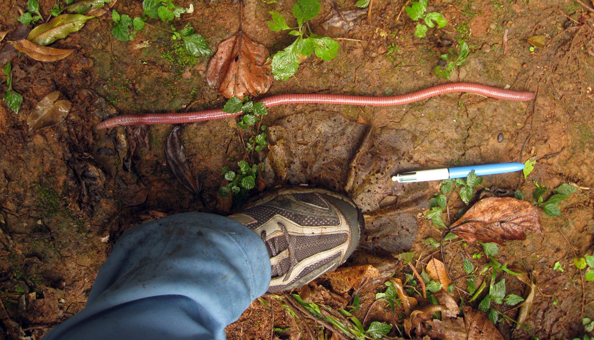  Sinh sống tại Úc. Loài giun này chỉ được tìm thấy ở một khu vực nhỏ thuộc Gippsland, Victoria, Úc, và rất hiếm gặp trong tự nhiên. Ảnh: Pinterest.