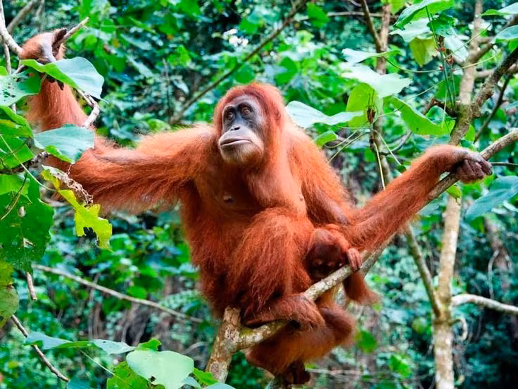  9. Đười ươi Sumatra và Borneo có sự khác biệt. Đười ươi Sumatra (Pongo abelii): Nhỏ hơn, lông sáng màu hơn, sống nhiều trên cây. Đười ươi Borneo (Pongo pygmaeus): To hơn, lông sẫm màu hơn, dành nhiều thời gian trên mặt đất hơn. Ảnh: Pinterest.