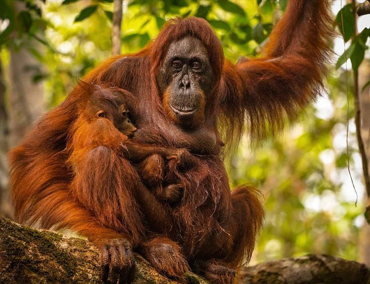  2. Loài linh trưởng sống trên cây lớn nhất. Đười ươi là loài linh trưởng sống trên cây lớn nhất thế giới, với sải tay có thể dài tới 2 mét, giúp chúng di chuyển dễ dàng giữa các cành cây. Ảnh: Pinterest.