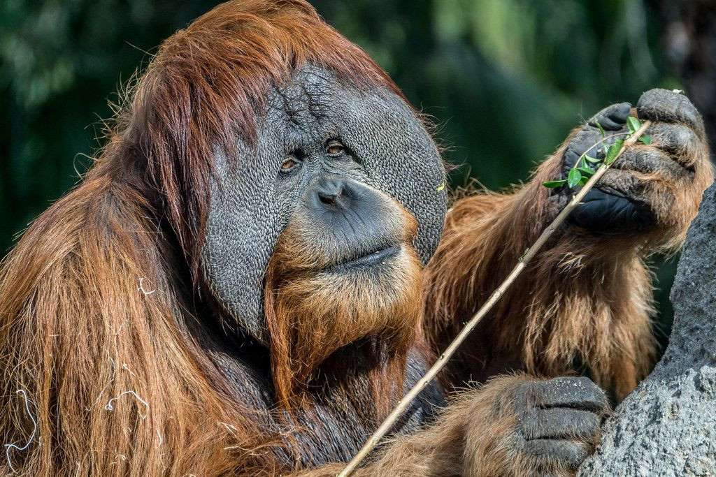  4. Kỹ năng sử dụng công cụ. Chúng có thể dùng lá để che mưa, dùng cành cây để bắt côn trùng hoặc lấy mật ong, thậm chí một số con biết dùng gậy để đo độ sâu của nước. Ảnh: Pinterest.