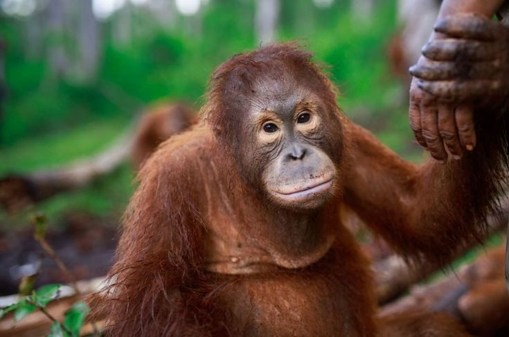  8. Thời gian mang thai lâu và chu kỳ sinh sản chậm. Đười ươi cái mang thai khoảng 8,5 - 9 tháng, và chỉ sinh con mỗi 7 - 9 năm, khiến chúng dễ bị ảnh hưởng bởi sự suy giảm quần thể. Ảnh: Pinterest.